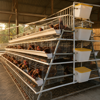 Poulailler d'élevage avicole : Cage à poules pondeuses de type A avec alimentation automatique QM
