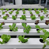 Système de culture hydroponique NFT pour serre verticale Seedafarm, circulation rapide de l'eau, cycle de croissance rapide des légumes à feuilles courtes, simple