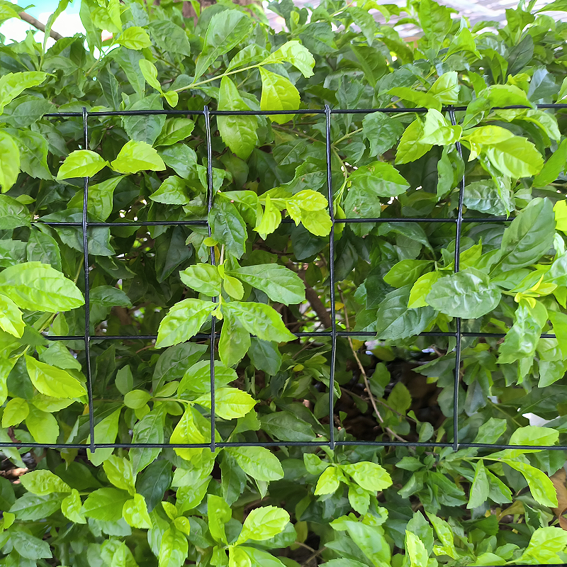 SRX3-6ft Green PVC Coated Steel Welded Wire Mesh Fence Galvanized Holland Bird Guard Squirrel Mesh for Nature Farm Trellis Gate