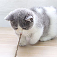 Bâtonnets de Matatabi Actinidia Polygama Naturels pour Chats, Fourniture Directe d'Usine de Matières Premières, Jouet à Mâcher