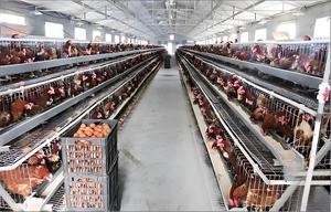 High Quality Prefab Steel Structure Poultry Farm Houses Automated Chicken Poultry House - Product Image 2