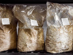 High Strength Mushroom Substrate Grow <b>Bags</b> for Commercial Shiitake and Oyster Cultivation - Product Image 4