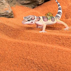 <span class=keywords><strong>PURINA</strong></span> Desert Sand Almohadilla de nido de 10 libras para reptiles Caja de cría de pollos en rojo para todos los tamaños de raza Diseño moderno y elegante - Product Image 1