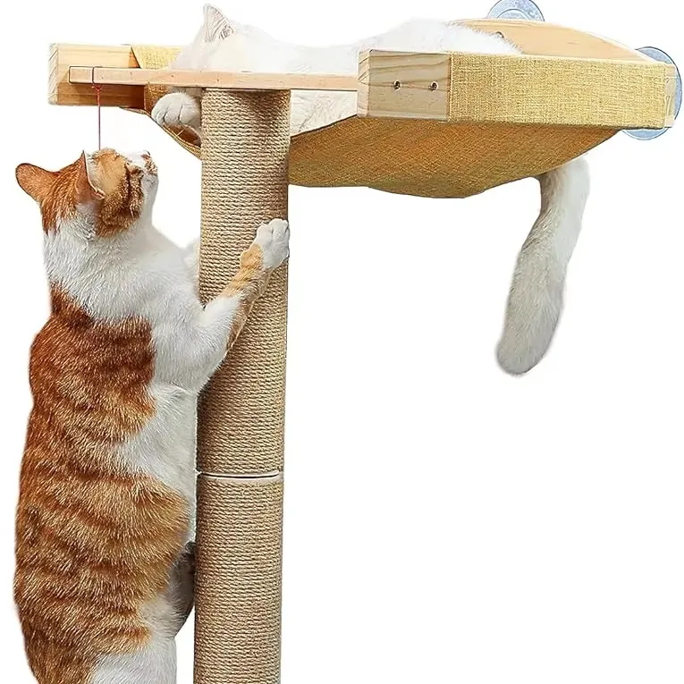 cat climbing