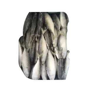 Good Quality Cheap Price Sea Frozen Fresh Seafood Indian Mackerel Fish In Mackerel