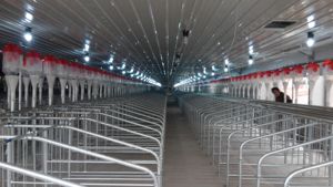 Nouvelle condition PH chaîne d'alimentation et disque pour le système de ligne d'alimentation automatique d'alimentation automatique de bétail de ferme porcine - Product Image 6