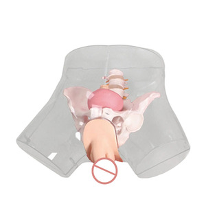 Modello Avanzato Trasparente per Cateterizzazione Urinaria Umana, Modello Didattico per Genitali Maschili - Product Image 1