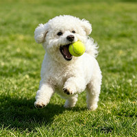 Jouets pour chiens en caoutchouc personnalisés avec logo imprimé sur mesure, pour l'entraînement et le jeu sur la plage, pour lancer et jouer