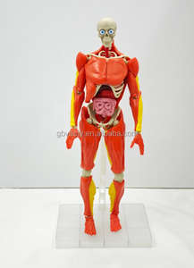 Figura de Anatomía <span class=keywords><strong>del</strong></span> Torso <span class=keywords><strong>del</strong></span> <span class=keywords><strong>Cuerpo</strong></span> <span class=keywords><strong>Humano</strong></span> de Plástico, Modelo 4D con Músculos, <span class=keywords><strong>Huesos</strong></span> y Órganos - Product Image 2