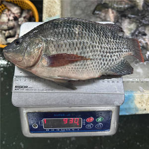 Tilapia Congelata Nera Premium, Pesce Intero, Fornitura all'Ingrosso per Ristoranti e Vendita al Dettaglio - Product Image 5