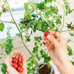 Kit de jarrón de cristal de <span class=keywords><strong>maceta</strong></span> de terracota de riego automático para cultivar tomates <span class=keywords><strong>cherry</strong></span> para el hogar de los niños, guardería, centros comerciales, uso del suelo bueno - Product Image 3