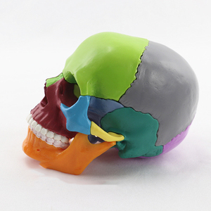 Nouvelle version de modèle de tête anatomique humaine grandeur nature pour adulte avec mâchoire mobile amovible, produits fantaisie pour fêtes - Product Image 1