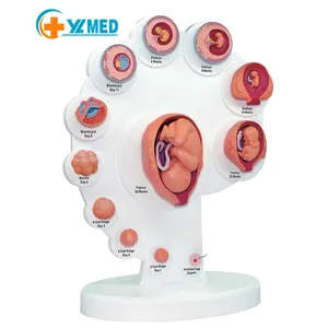 Medical science 21pcs uterine embryo development model, fetal organ growth process assembly, assisted fertility education