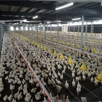Maison de volaille à structure en acier de haute qualité robuste et ventilé pour l'élevage de poulets de chair poules de chair