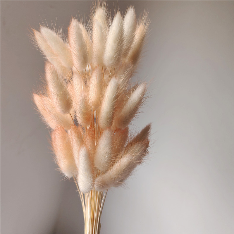 light orange
