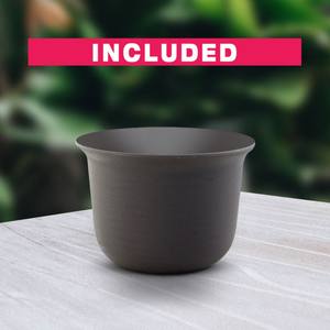 Vente chaude Venus Flytrap Starter Kit Cultivez Vos Propres Plantes Carnivores Jardin En Plein Air Maison Pépinière Animal Sol Utilisation De Bureau - Product Image 6