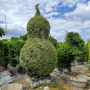 HOKBG Vente en gros extérieur ferme 45 50 60 200 gallons grand sac de jardinière noir tissé en PP sac de culture de jardin pour <span class=keywords><strong>espalier</strong></span>-bougainvilliers - Product Image 5