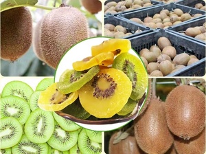 Kiwi Khô Hương Vị Tự Nhiên 100% Lát Kiwi Berry Hữu Cơ Lát Kiwi Khô Đông Lạnh - Product Image 5