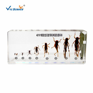 43101 - Product Image 5