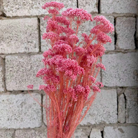 2026 Meilleures ventes : Fleurs séchées naturelles stabilisées, fleurs de riz blanchies et feuilles séchées pour la maison, les mariages et la Saint-Valentin