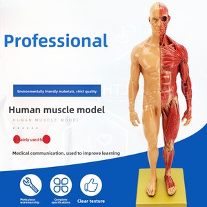 Modelo de <span class=keywords><strong>Esqueleto</strong></span> Anatómico MAXCARE de 30 cm, Cráneo con Músculos en Color para Referencia de Pintura, Entrenamiento Artístico de Anatomía Musculoesquelética Humana - Product Image 2
