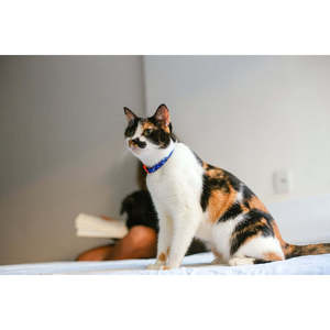 Collar para Gatos con Patrón Azul y Hebilla Naranja de Seguridad Desprendible - Product Image 3