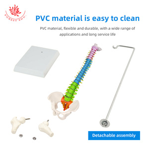Modèle de colonne vertébrale humaine FRT018, modèle orthopédique médical avec bassin, modèle de colonne vertébrale de taille moyenne, flexible et sectionné par couleurs - Product Image 3