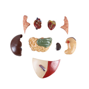 Modelo de Anatomía de Cerdo de Alta Calidad en PVC, Modelo de Embrión de Cerdo para Enseñanza, Modelo Anatómico Animal para Veterinarios - Product Image 3