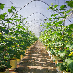 Système hydroponique à 6 seaux, seaux néerlandais, culture sans terre, seaux Bato pour légumes - Product Image 2