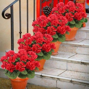 Bouquet de begonias artificiels transfrontaliers rouges en plastique et soie pour décoration de mariage, maison et extérieur - Product Image 4