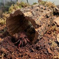 Tube en liège PKY pour reptiles, tunnel cachette pour terrarium, tube en liège pour montage d'orchidées, pour la décoration des amphibiens et des plantes
