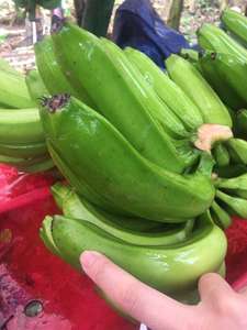 กล้วยดิบ/กล้วยเขียว - ราคาดีที่สุด - คุณภาพสูง - Product Image 5