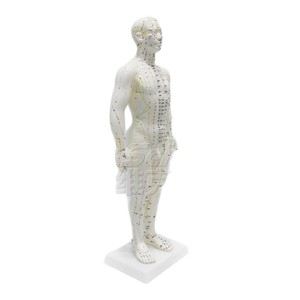50cm Male Human Acupuncture Model with <b>Plastic</b> <b>Disc</b> VIC-503B Acupoint and Meridian Model - Product Image 5
