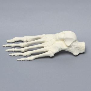 KyrenMed, modelo anatómico de hueso de <span class=keywords><strong>pie</strong></span> humano de espuma sólida, modelo de entrenamiento ortopédico de esqueleto para Taller, perforación preoperatoria - Product Image 5
