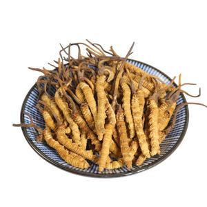 Natural Naqu <span class=keywords><strong>Cordyceps</strong></span> Tibet <span class=keywords><strong>Cordyceps</strong></span> Militaris Comida Orgânica Real Cogumelo <span class=keywords><strong>Cordyceps</strong></span> - Product Image 1