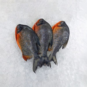 جودة عالية المجمدة الأفريقي pومفريت (pومبانو) من مصدر صيني طراز طازج واستيراد مباشر أحمر - Product Image 3