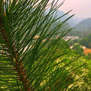 Jingsong zhen — thé aux herbes 100% naturelles, bon test, thé à aiguille en pin - Product Image 2