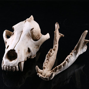 Chacal para calavera modelo de resina artesanía SKE03 decoración del hogar para Halloween <span class=keywords><strong>Animal</strong></span> para calavera huesos artesanía regalo - Product Image 6