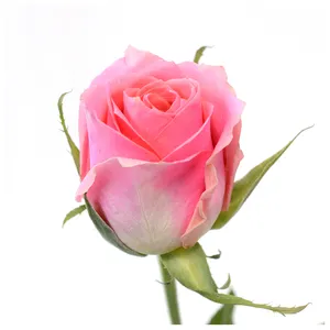 Kenyan bunga potongan segar baru segar Ace merah muda mawar berkepala besar batang 50cm ritel potongan segar mawar
