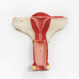 แบบจำลองกายวิภาคของมนุษย์ แบบจำลองมดลูกพร้อมระบบระบุด้วยดิจิทัล แบบจำลองกายวิภาคอวัยวะเพศหญิงมนุษย์ สำหรับการสอนเกี่ยวกับมดลูก - Product Image 1