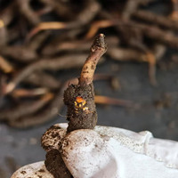 Cordyceps militaris de qualité alimentaire, Cordyceps sauvage de Nagqu