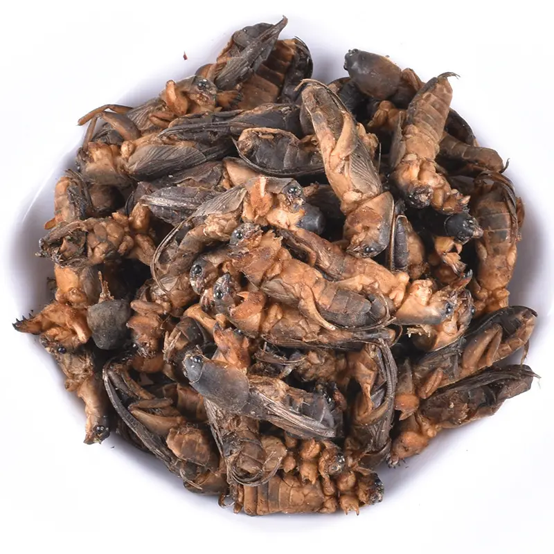 Grillons de taupe séchés naturels crus de haute qualité type entier pur Orthoptera grillon de taupe déshydraté sec à vendre