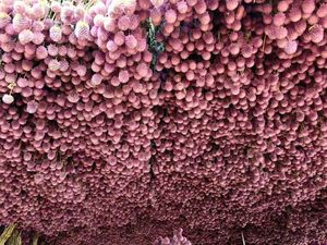 Tiges d'amarante globe séchées en gros, fleurs éternelles naturelles de Gomphrena pour la vente au détail aux fleuristes et les fournitures d'artisanat DIY - Product Image 2