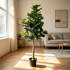 300cm Tall Fiddle-leaf fig – Eco-Friendly Plant for Wedding & Event Decoration - Product Image 3