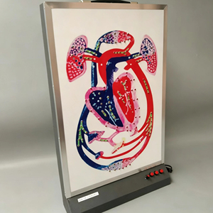 Modèle <span class=keywords><strong>de</strong></span> circulation sanguine SCIEDU pour l'enseignement <span class=keywords><strong>de</strong></span> la biologie au collège – Instrument pédagogique sur la circulation cardiaque et la circulation sanguine - Product Image 3
