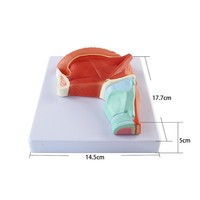 Modelo anatómico agrandado de los músculos de la lengua oral para la enseñanza oral en la Universidad Médica Producto de ciencia médica