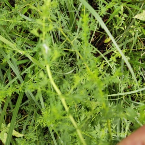 Qing <span class=keywords><strong>Hao</strong></span> Plantas secas silvestres naturales Hojas de Artemisia carvifolia hoja seca para la venta - Product Image 5