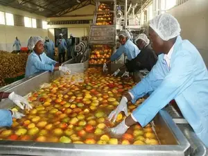 Complete Mango-En Ananasproductiefabriek Mangosap-Verwerkingslijn Op Maat Gemaakte Vruchtensapmachine, Mits Plc 600