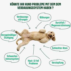 Polvo para la Salud Digestiva de Perros con Probióticos y Fibra de Calabaza para Estómagos Sensibles y Alivio de Gases - Product Image 3
