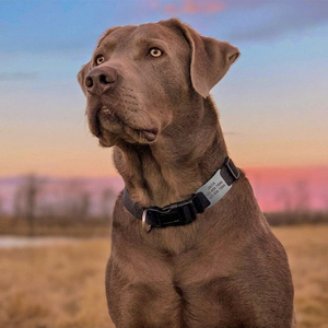 <strong>Personalised</strong> Puppy <strong>Dog</strong> Name <strong>Tag</strong> Stainless Steel Silencer Sublimation Engraving Collar <strong>Dog</strong> <strong>Tags</strong> Name ID Pet Blank Bone <strong>Dog</strong> <strong>Tag</strong> - Product Image 5